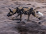 Serondella - Wild Dog panning shot Serondella - Wild Dog panning shot